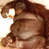 Oscar Wright - @oscarbignipples - TikTok
