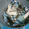 Calef Osiris Pena - @calef.osiris.pena - TikTok