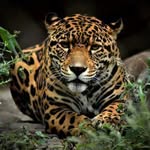 Oskar Chavez - @oskar_chavezdgo - Instagram