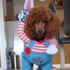 Oskar Olsen - @oskarolsenthepoodle - TikTok