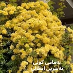Osman Jamal - @osman.jamal.714 - Instagram