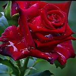 Osman Qureshi - @osman.qureshi.94 - Instagram