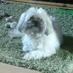 ossie - @ossie_smithers - Instagram