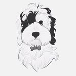 Oswald - @oswald_campbell_tt - Instagram