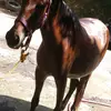 chachito - @oswaldoramos926 - TikTok