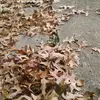 Oswaldo Ramos - @oswaldo.ramos497 - TikTok