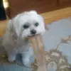 Otilio Pena - @otiliopena - TikTok