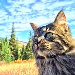 Otis & Arthur Adams - @otiesadventures - Instagram