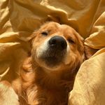 Otis B Adams - @otis_b_thegoldie - Instagram