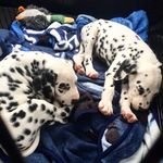 Otis & Archer - @otisnarcher - Instagram