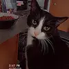 Otis - @otis_tayer1 - TikTok