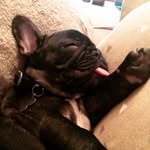 Otis & Bailey - @afrenchienamedotis - Instagram