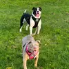 Otis & Bailey - @rfbullz - TikTok