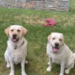 Otis & Bailey Briggy - @otis_and_bailey_insta - Instagram