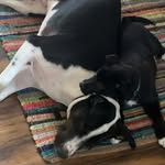 otis&bailey - @otieandbailey44 - Instagram