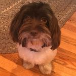 Otis Barber - @otis.thehavanese - Instagram