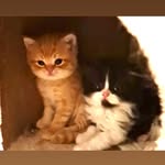 Barry&Otis😻😻 - @barry_en_otis - Instagram
