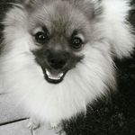 Давай дружить?!🐶🐶 - @otis_berry5764 - Instagram