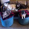 Freya and Otis spamzz - @otisberry_spamzzzz - TikTok