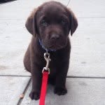 Otis the Chocolate Lab - @otisbrowning - Instagram