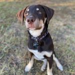 bucky! 🐛🎾💫 - @buchanan.otis.q - Instagram