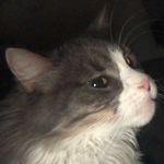 Otis Redding Buchanan🐱 - @dacatotis - Instagram