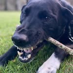 OTIS🐾 - @otisbutler_2019 - Instagram