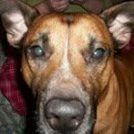 Otis Davis Abbott Byrd - @otisthebombdog - Instagram