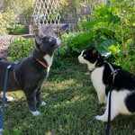 Cain, Otis & Claudius - @cain.otis.claudius - Instagram