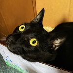 Otis Carr - @blackcatfightsback - Instagram