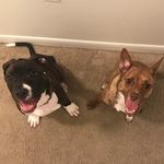 Otis And Carter - @otisandcarter - Instagram
