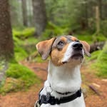 Otis Charles Bold 🐶 - @otischarlesbold - Instagram