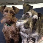 Chewy, Otis, & Kona Cherry - @chewyotisandkona - Instagram