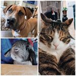 Pepper - @cherry_pep_otis.spam - Instagram