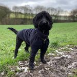 Otis🐾♥️ - @otis_the_cobberdog - Instagram