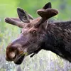 otiscobblestock54 - @otiscobblestock54 - TikTok