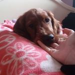 Otis - @otiscombs - Instagram
