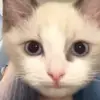 MissLoriScope - @cookieandotislover199 - TikTok