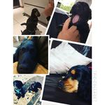 Otis & Cookie Taylor - @otis_cookie_taylor - Instagram