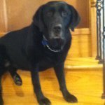 Otis Cook - @otisdog_1 - Instagram