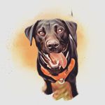 Otis Cook - @the_labrador_adventures - Instagram