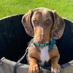 Otis Cook - @weeniemcsweenie - Instagram