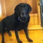 Otis Cook - @otis_dog1 - Instagram