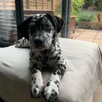Little Otis 🐾 - @little_otis_cooper - Instagram