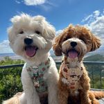 Otis & Cooper 🐾 - @otis.andcooper - Instagram