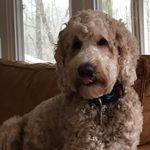 Otis and Cooper - @otisandcooper - Instagram