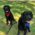 Otis and Cooper - @cutie_pie_doggos - Instagram