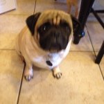Otis Cooper - @otis_loves_bella - Instagram