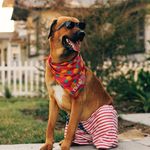 Steven Otis Cooper Ocean - @steve__the__dog__ - Instagram