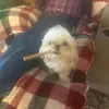 ottiscopeland7 - @ottiscopeland7 - TikTok